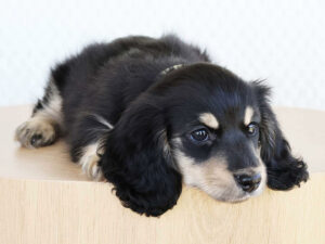 Miniature-Dachshund-Pups-2