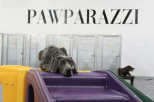 Pawparazzi-K9-Enrichment-Resort-4