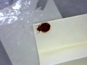 Bed-Bug-Exterminator-Chicago-4