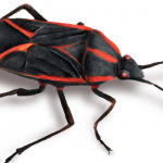 Bed-Bug-Exterminator-LA-King-2