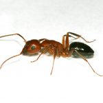 Bed-Bug-Exterminator-LA-King-3