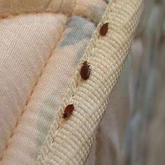 EZ Bed Bug Exterminator Las Vegas 2