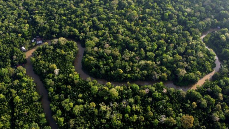 Brazil to allow miles of selective logging in effort to preserve the Amazon