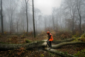 Tree-Lopping-Service-Ipswich-3