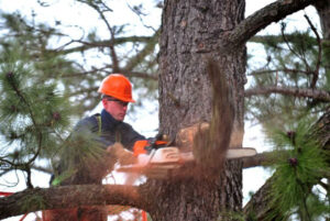 Tree-Lopping-Service-Ipswich-4