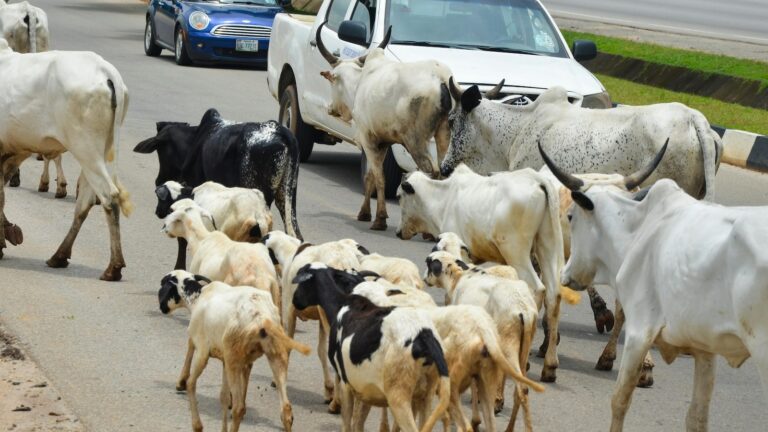 Cows obstruct Nigeria's capital as climate change and development leave herders with nowhere to go