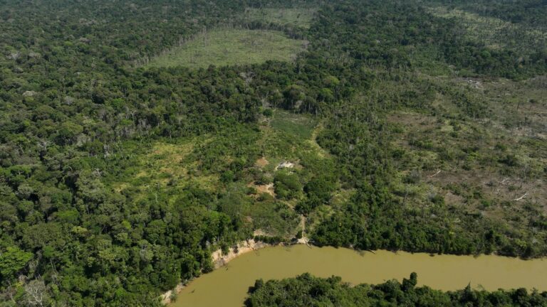 Judge in Brazil orders slaughterhouses to pay for Amazon reforestation