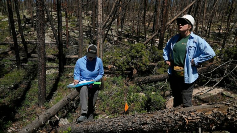 As many forests fail to recover from wildfires, replanting efforts face huge odds — and obstacles