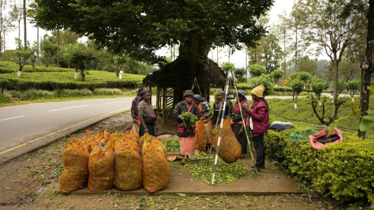 Sri Lanka's plantation workers live on the margins. But politicians still want their votes