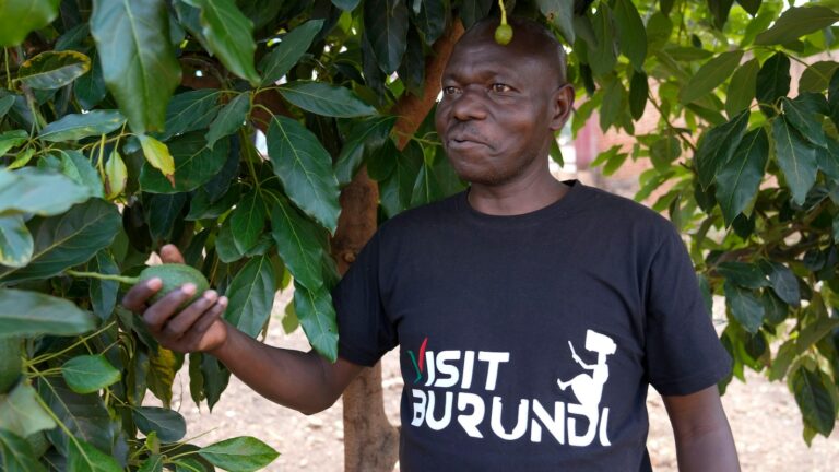 How farmers in Burundi banded together to get fair prices for avocados