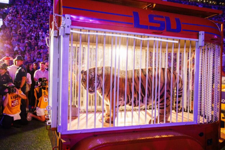 Louisiana governor defends decision to have live tiger at LSU's loss to Alabama: 'Was the only tiger who showed up'