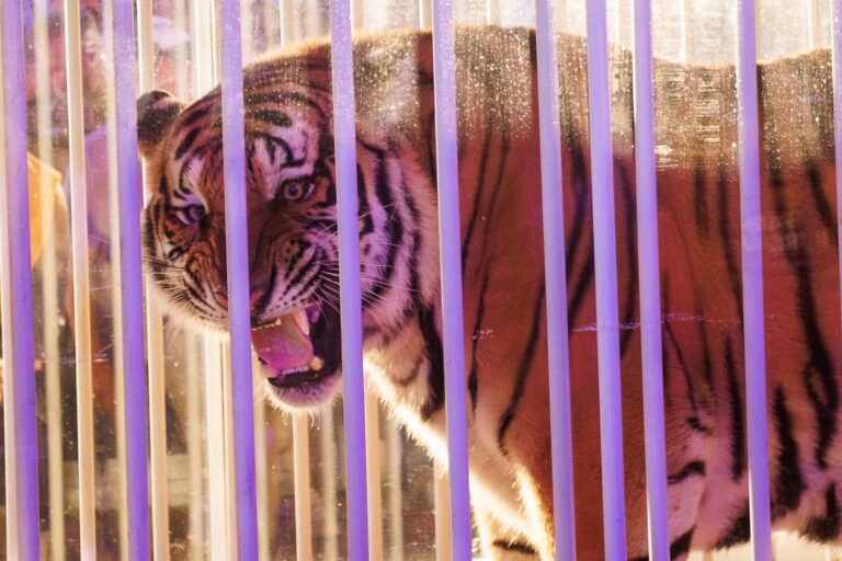 LSU student senate unanimously opposes Gov. Jeff Landry's plan to bring live tigers to football games