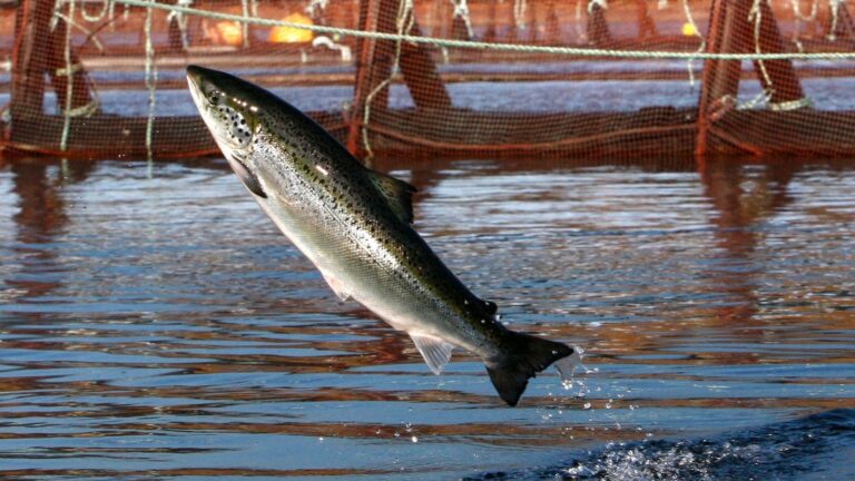 An environmental group files intent to sue a salmon farmer for pollution off Maine's coast