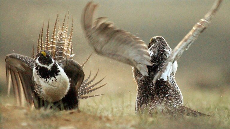 US to tighten restrictions on energy development to protect struggling sage grouse