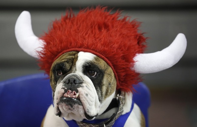 RedState Sports Report: Bark Versus Beef for the SEC Championship