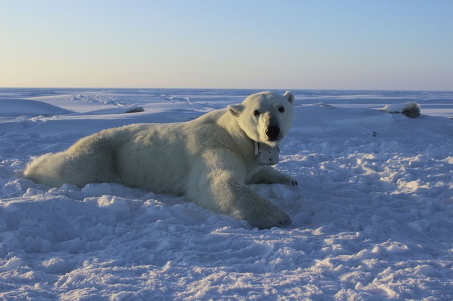 To Protect His Wife, Canada Man Takes on Apex Predator and Lives to Tell the Tale