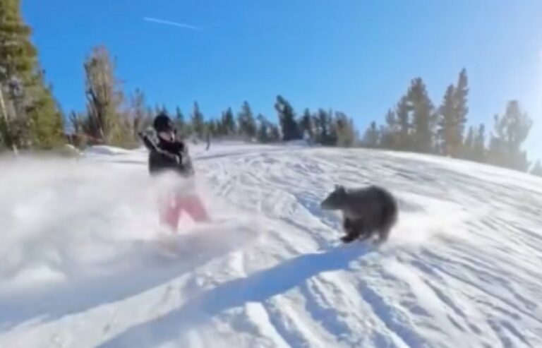 Bear Collides With Snowboarder at Prominent California Ski Resort