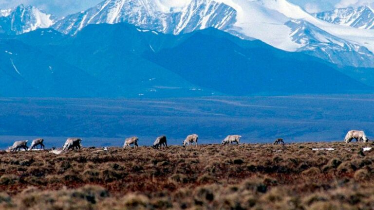 Biden's approval of an oil lease sale will keep the door open to drilling in Alaska's Arctic refuge