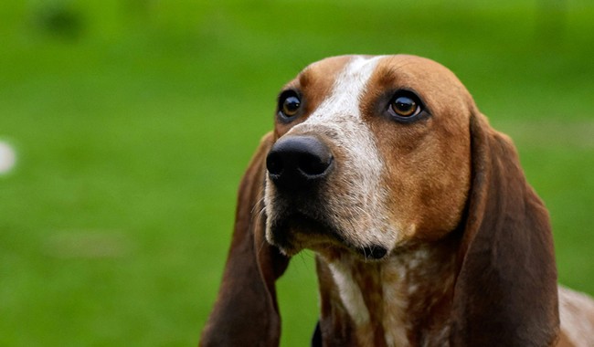 Hero Vet Has Genius Idea of How to Take Care of Pets Stranded by Devastating Palisades Fire