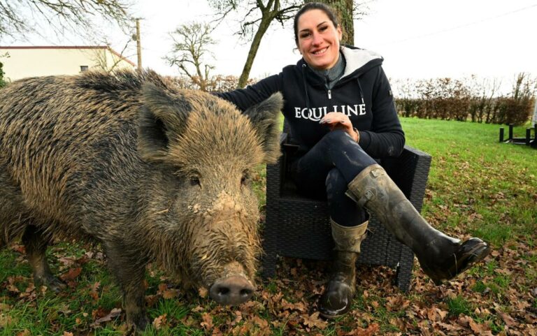 Plight of wild boar found in the bin captures hearts of French… including Brigitte Bardot