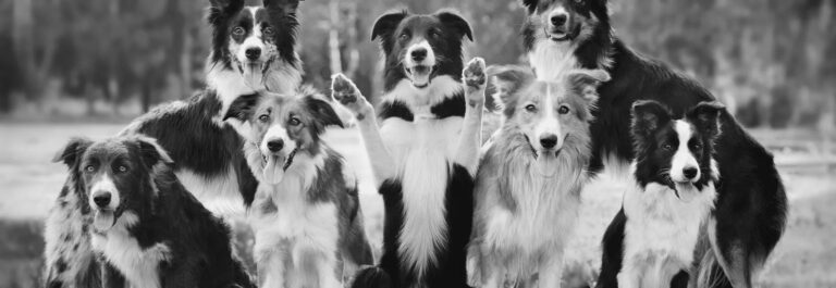 Off Leash K9 Training Tulsa Sets the Standard for Professional Dog Training Services