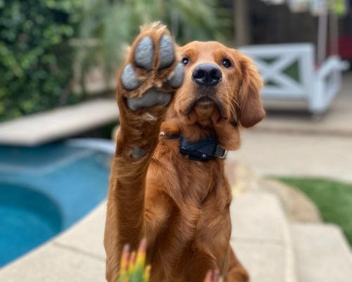 Off Leash K9 Training Ventura Empowers Dog Owners with Results-Driven Training Programs