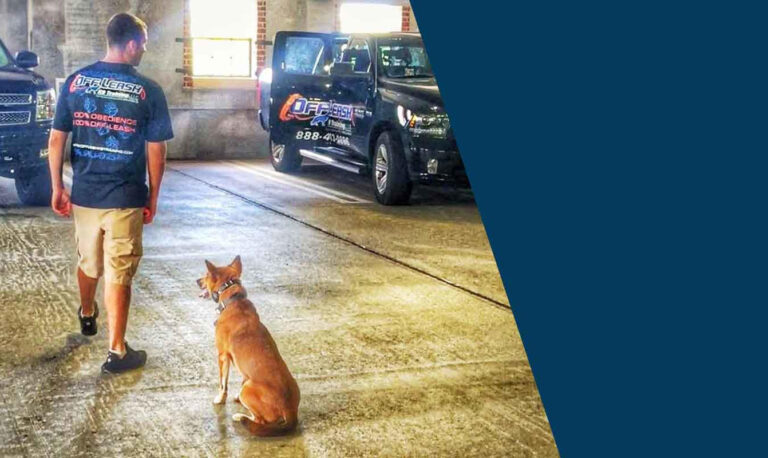 Off Leash K9 Training of Seattle and Tacoma Delivers Proven Dog Training Solutions for All Breeds and Behaviors