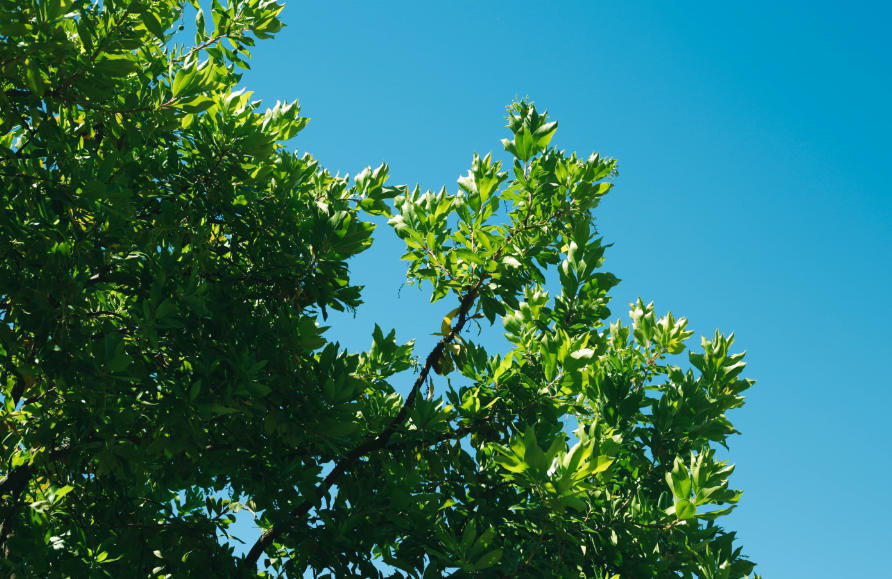 Spring Hill Tree Specialists Leads the Way in Professional Tree Services